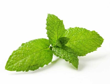 Mint